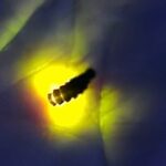 glowing female glow-worm Glowing female glow-worm