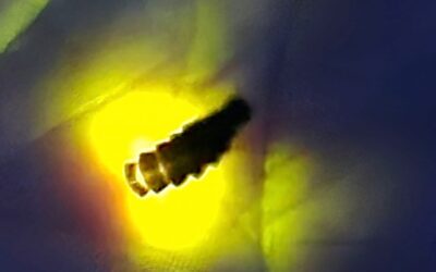 Evening Glow-worm walk