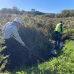 A sunny meadow with two people standing in the stream clearing plants