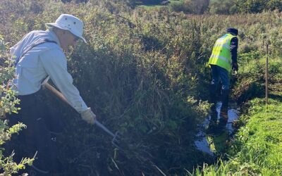 Practical conservation session – Gwithian Green