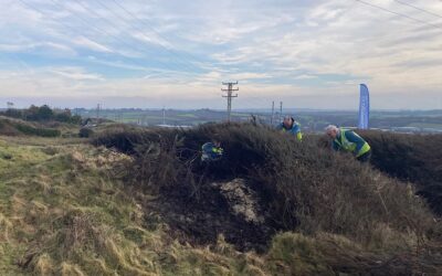 Practical conservation session – Mexico Towans