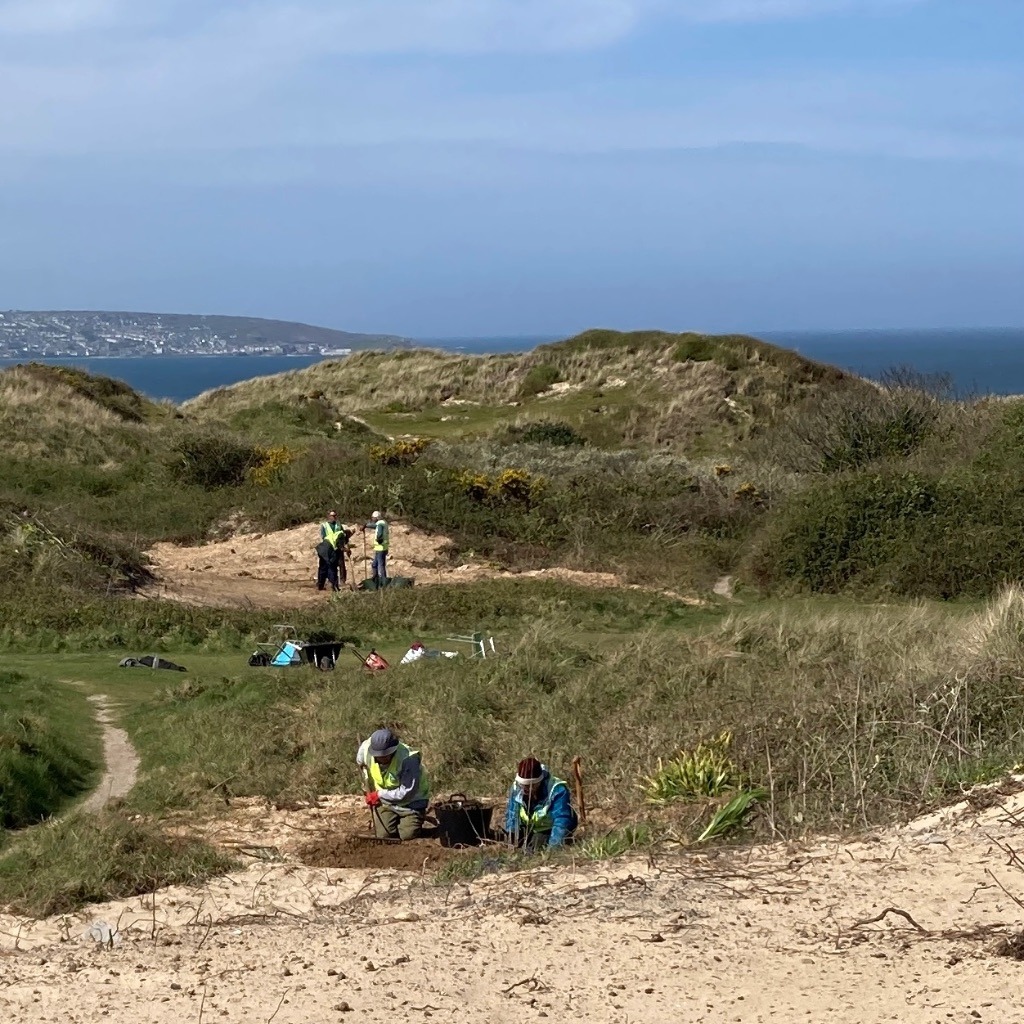 Clearing invasive plant remains at Gwithian Towans Two people kneeling & picking up plant remains on a sand patch with another group standing at another sand patch behind, surrounded by grassy dunes on a sunny day with views of the sea
