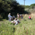 People searching the grant for plants in mature sand dunes