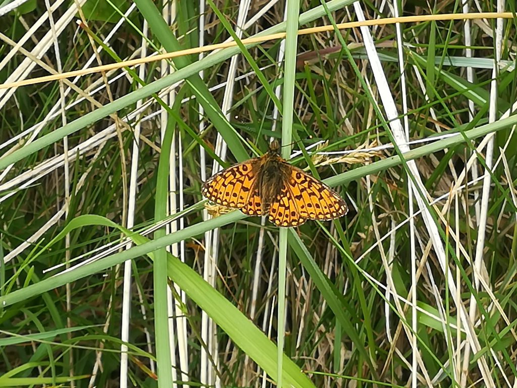 Butterfly on the Towans
