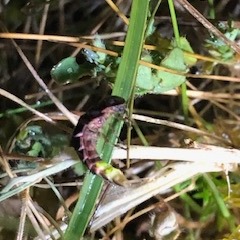 Female glow worm at night Small segmented beetle curled on foliage in the dark
