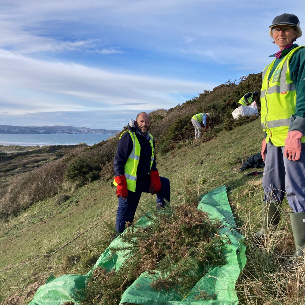 Godrevy Warren volunteers cutting gorse Volunteers standing next to a pile of cut gorse on the dunes at Godrevy Warren with others cutting gorse in the background and view of St Ives Bay beyond