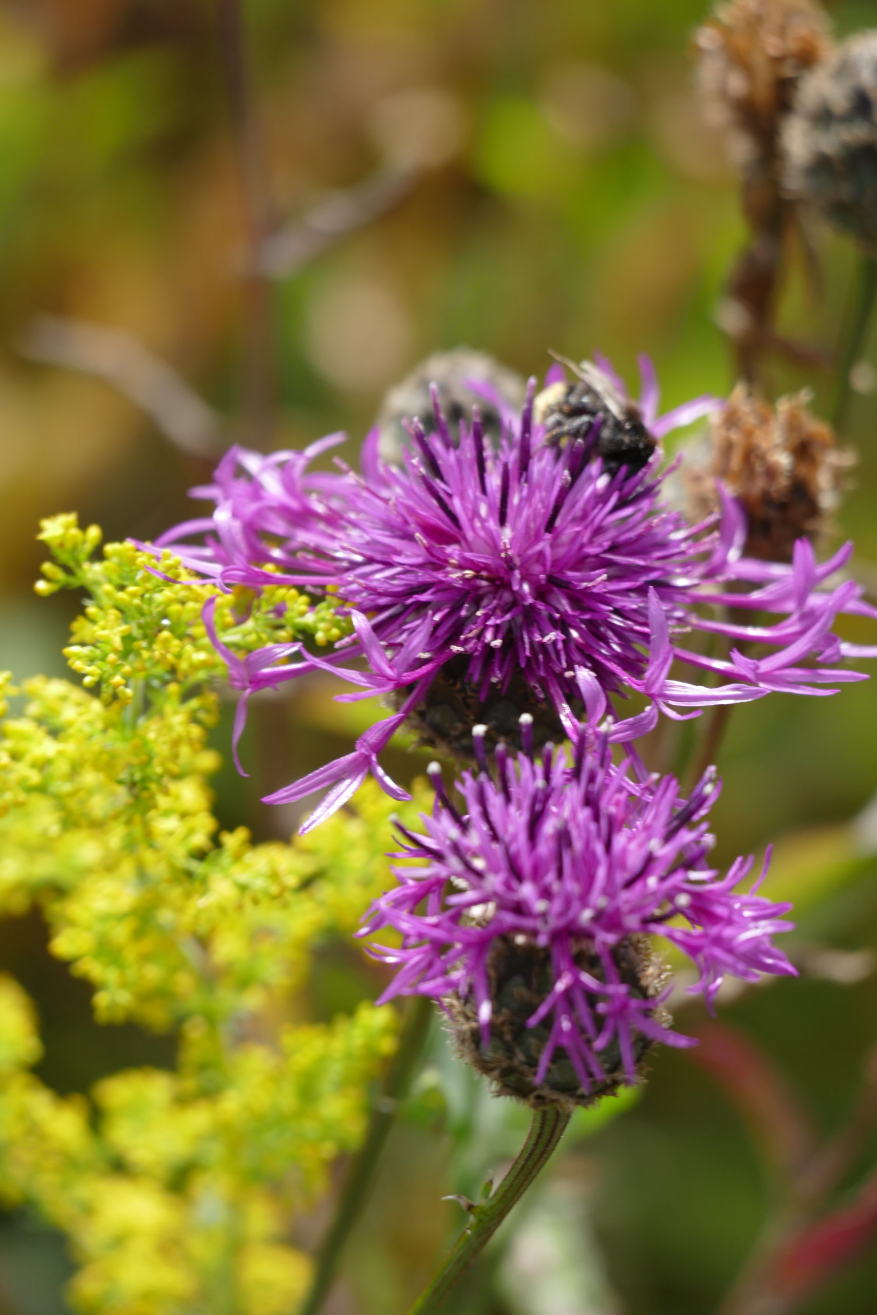 Greater Knapweed on the Towans
