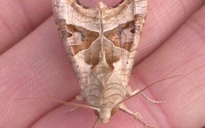 Moth reveal and simple insect pollinator surveys
