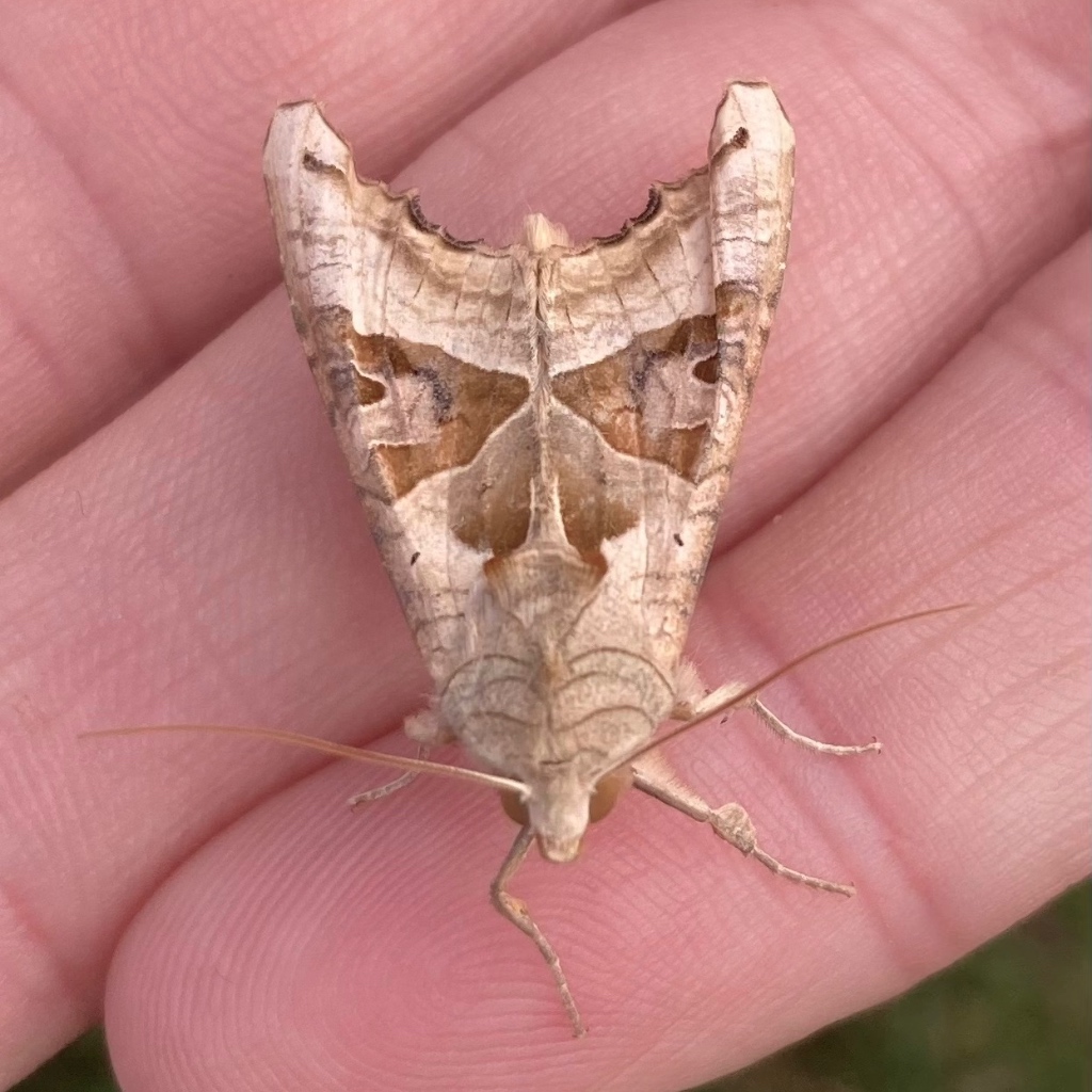 Angle shades moth sitting on upturned hand