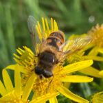 A hoverfly on ragwort A hoverfly on a yellow Ragwort flower