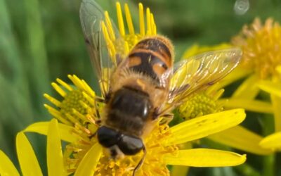 Simple insect pollinator surveys