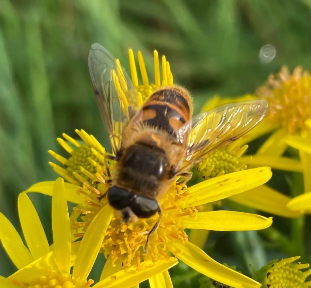 A hoverfly on a yellow Ragwort flower