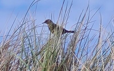 Dawn Chorus Guided Bird Walk