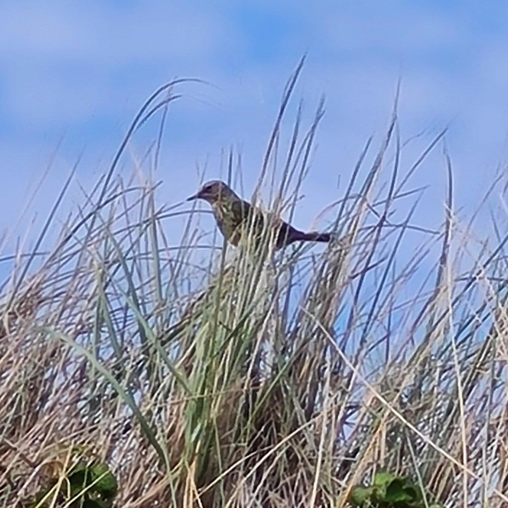 A bird shown against blue sky perched amongst marram grass