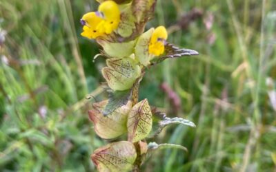 Gwithian Green plant walk