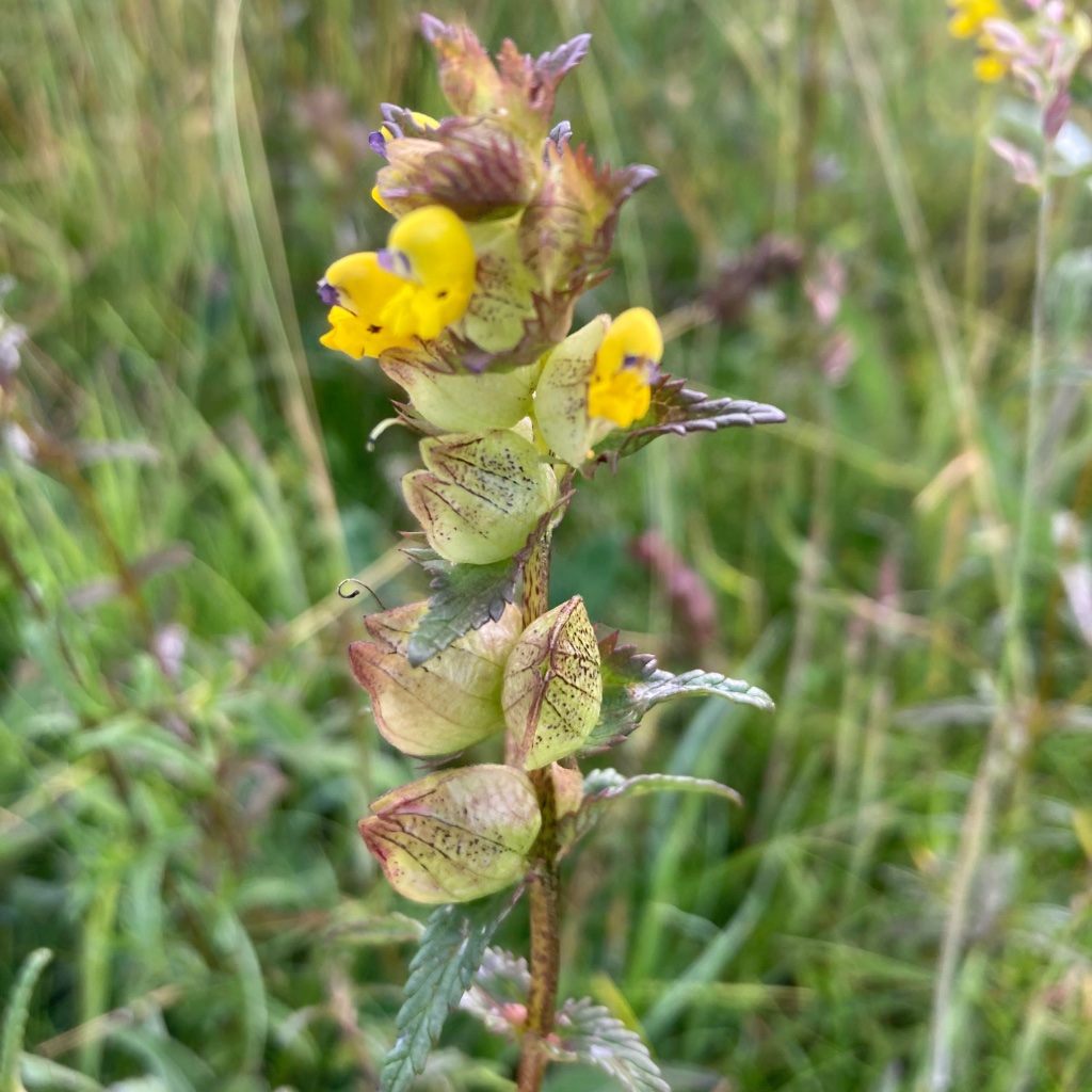 Yellow Rattle flower head