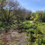 Recently cleared stream at Gwithian Green with open water and the path running alongside