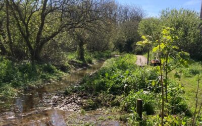 Practical conservation session – Gwithian Green