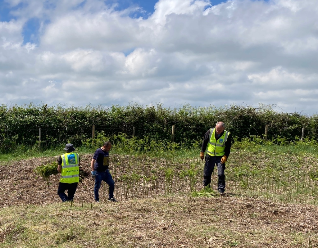 people trampling bracken plants