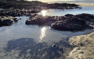 Seaweeds; drawing, painting and identification, Godrevy beach.