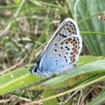 Silver-studded blue butterfly sitting on leaf with closed wings