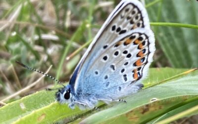 Guided butterfly walk