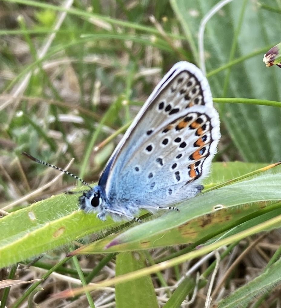 Silver-studded blue butterfly sitting on leaf with closed wings