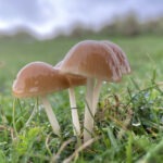 WaxCap Fungus