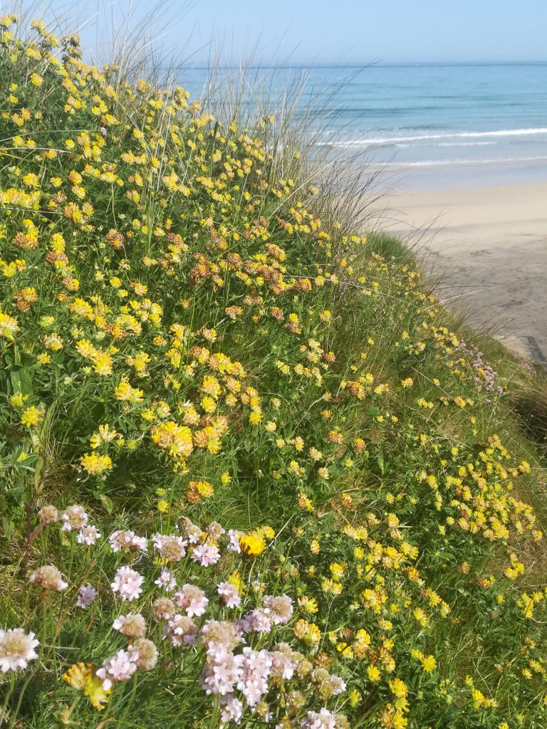 Flora at Upton Towans