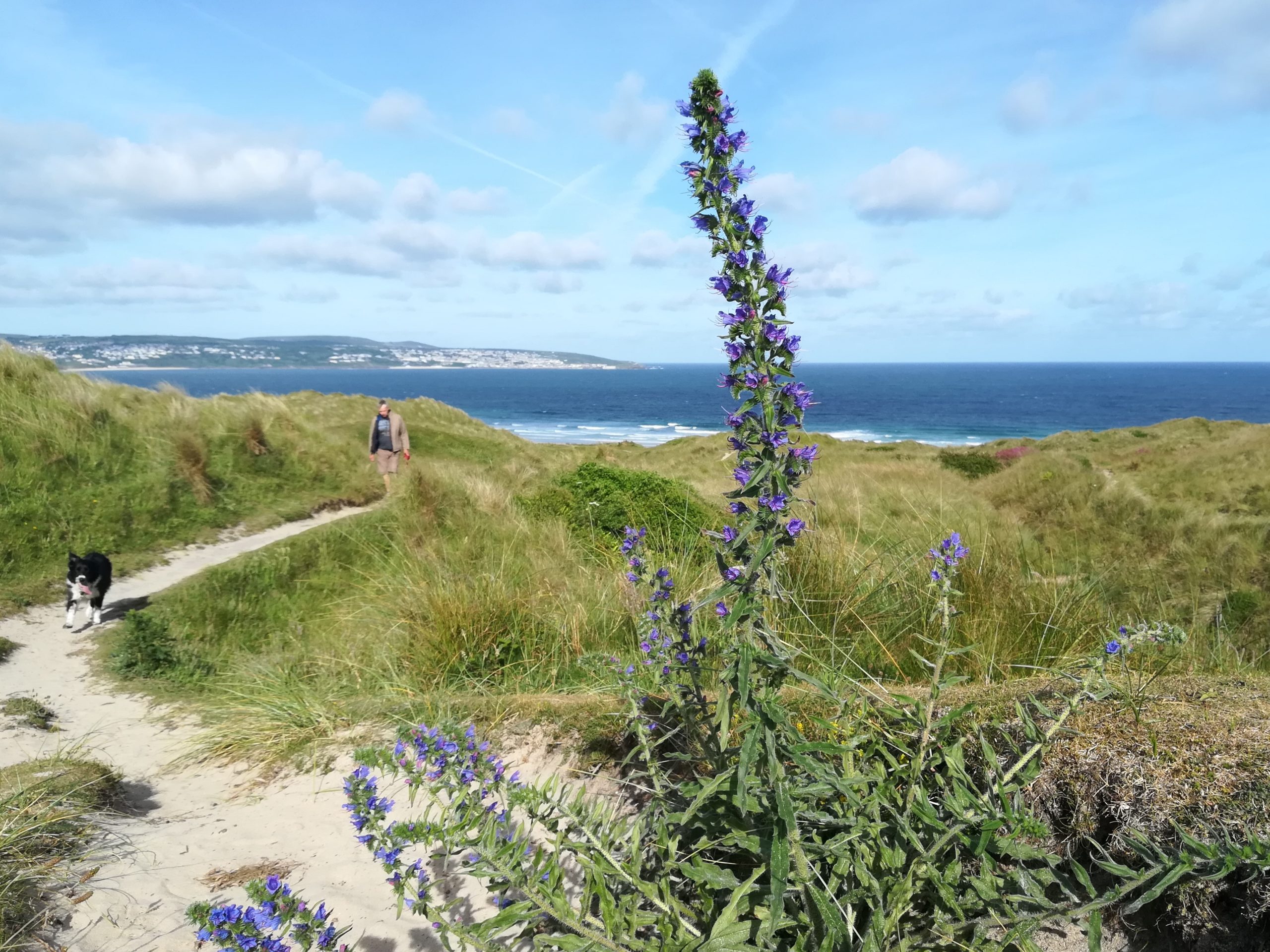 Hayle sand dunes