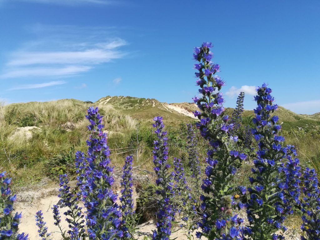 Upton Towans flowers