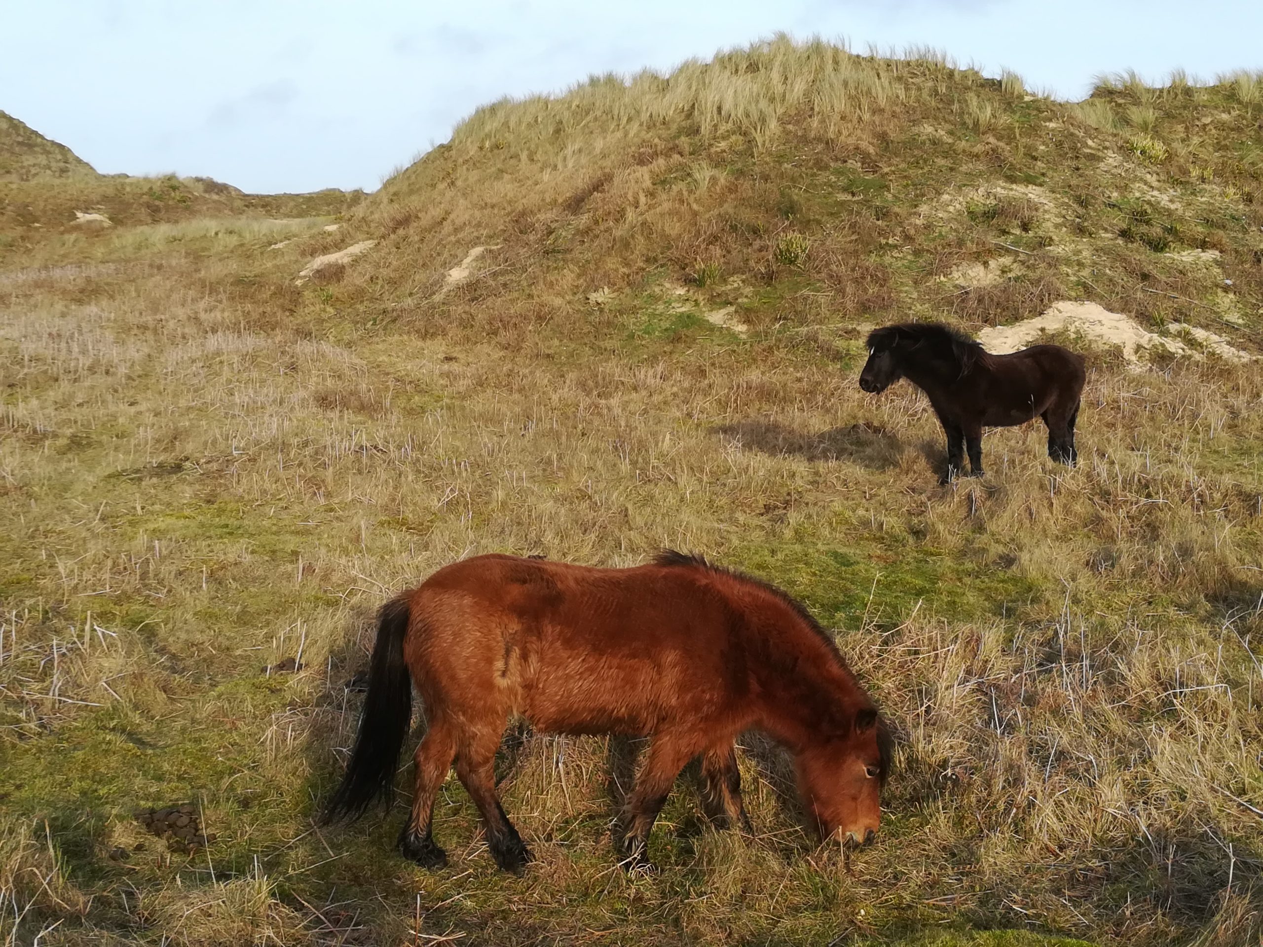 Ponies at Upton Towans