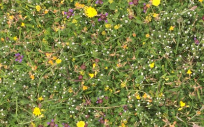 The tapestry of the Towans: Explore the flowers of Upton Towans.