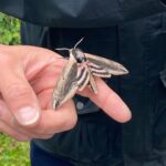 Buff and brown striped moth with black head sitting with wings open on an outstretched finger