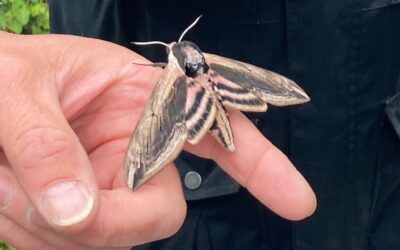Moth and insect morning on the Dunes – Mexico Towans