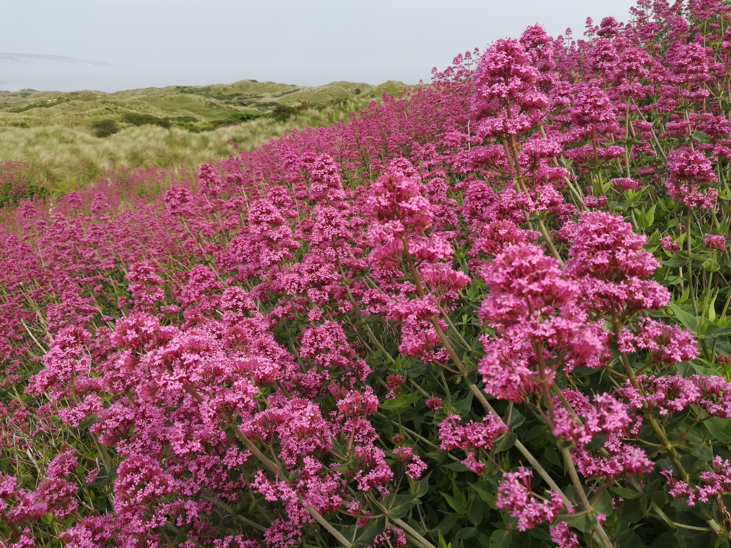 Red valerian on the Towans