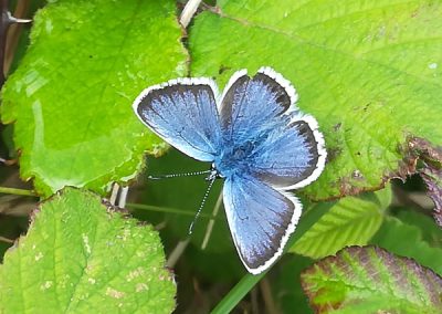 Silver-studded blue
