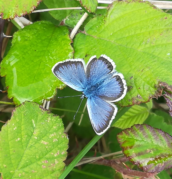 Silver-studded blue on the Towans