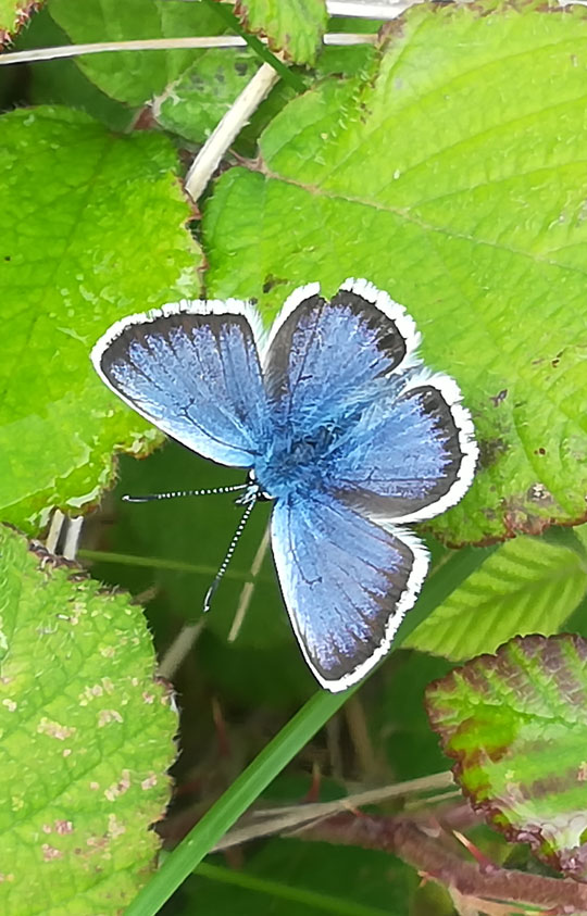Silver-studded blue butterfly