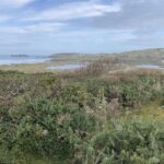 View over sand dunes to coast showing bushes, wildlife pond and Godrevy Island in the distance