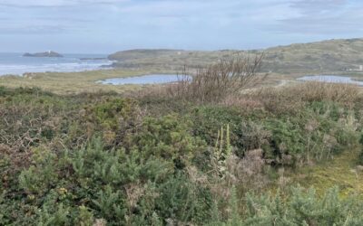 Practical conservation session – St Gothian Sands