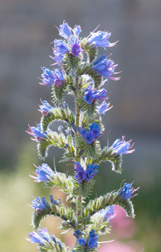 Vipers bugloss at Gwithian-towans