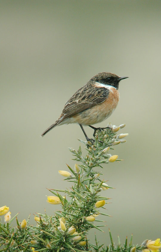 stonechat at gwithian towans