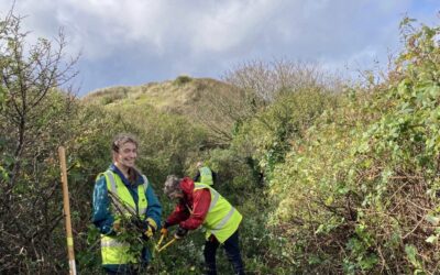 Practical conservation session – Gwithian Towans